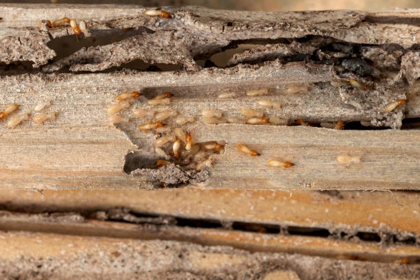 Best Affordable Pest Control Services  in Curtisville, PA