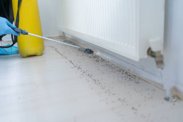 Best Local Pest Control Services  in Curtisville, PA
